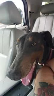 Public's Assistance Requested in Theft of Dog