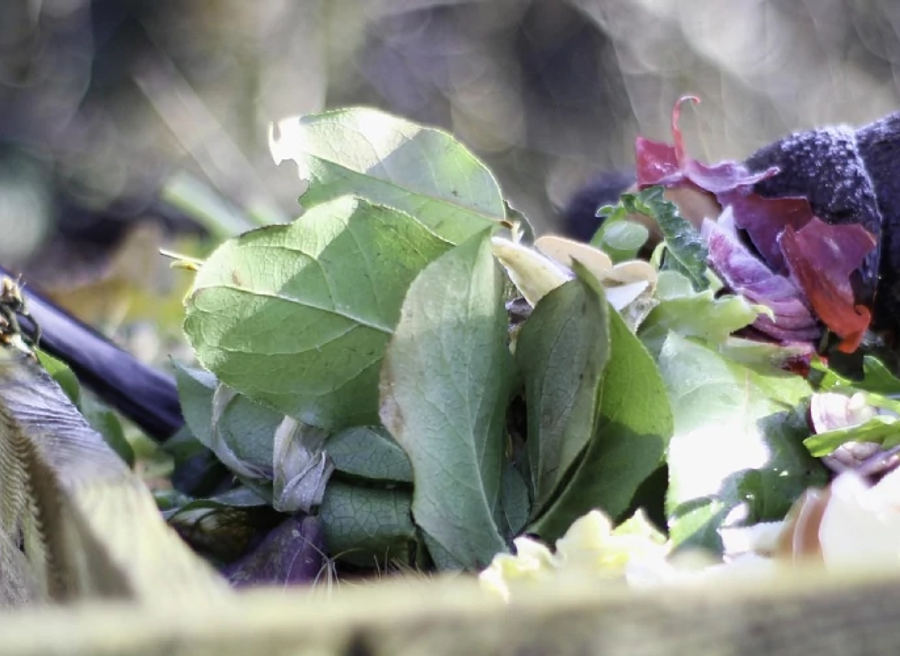 SW-OrganicsRecycling-20250812-article.png