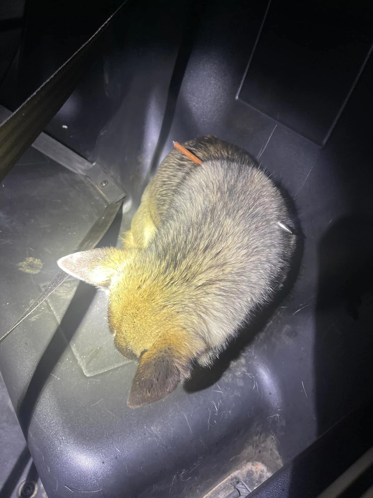 Orosi Man Arrested for Shooting Dog With Bow and Arrow