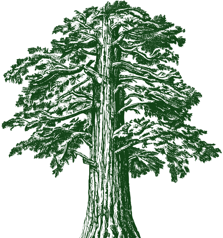Tulare tree