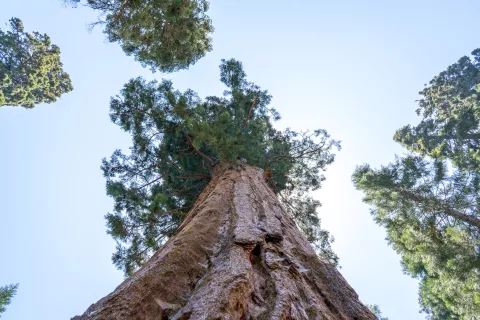 Look Up at Sequoia Trees