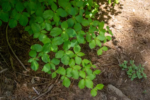 Balch Park Leaves